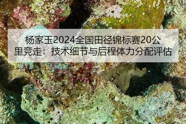 杨家玉2024全国田径锦标赛20公里竞走：技术细节与后程体力分配评估